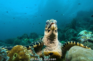 Turtle by Rudy Janssen 